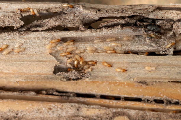 Best Pest Prevention Services  in Collings Lakes, NJ